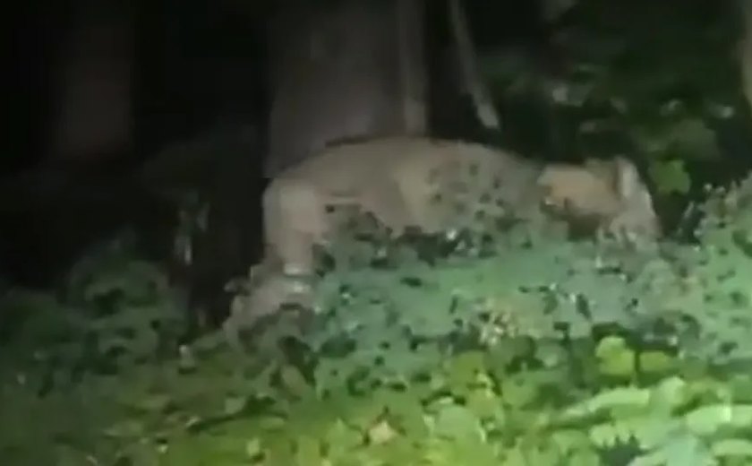 Vídeo gravado por moradores mostra suposta leoa que fugiu em Berlim; veja