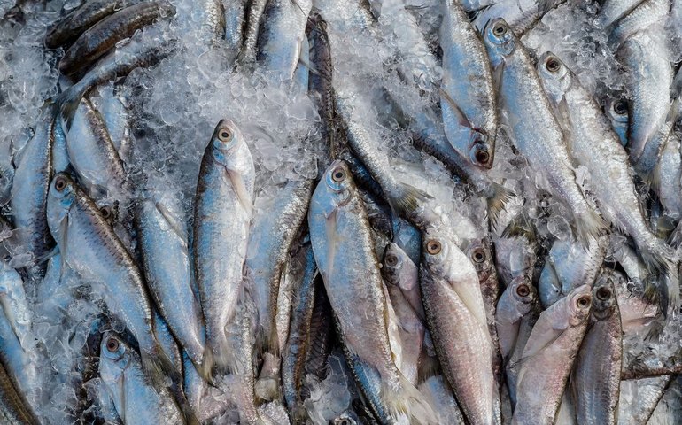 Abipesca pede crédito emergencial para reduzir impacto do tarifaço