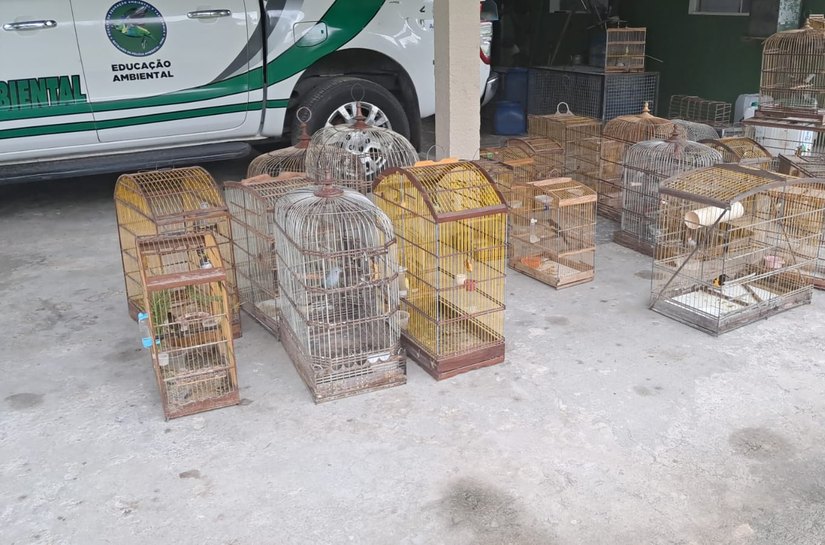PM resgata 40 aves silvestres durante operação ambiental no interior de Alagoas