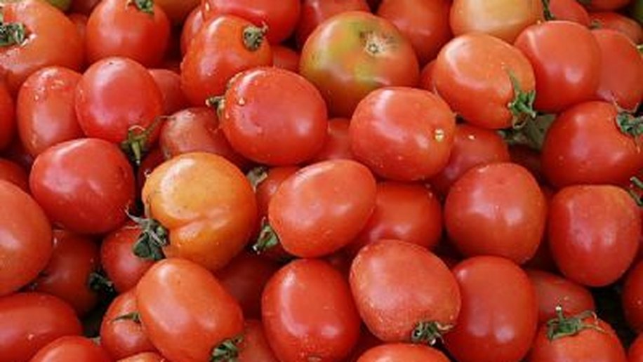 Sua excelência:o Tomate