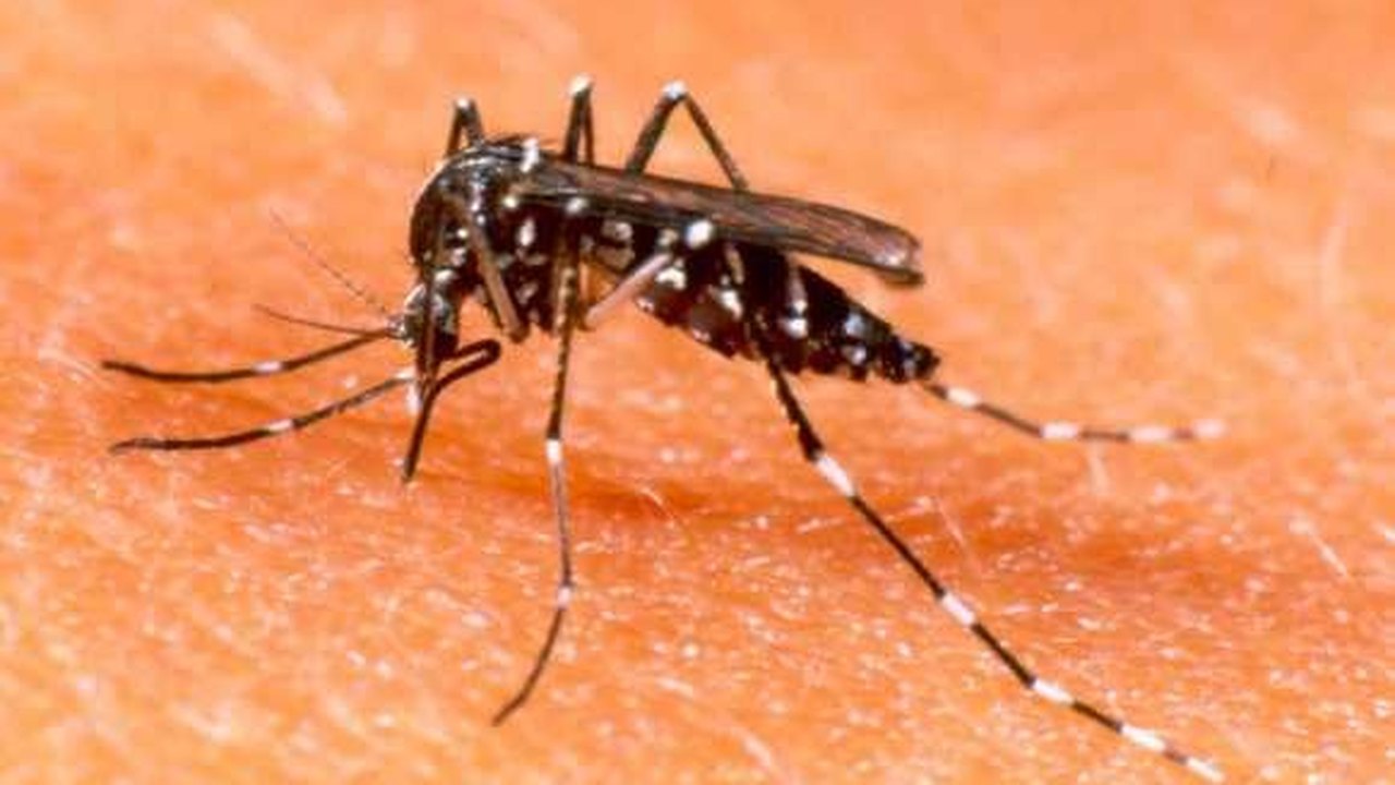 Alagoas registra aumento de 115,24% de casos de dengue