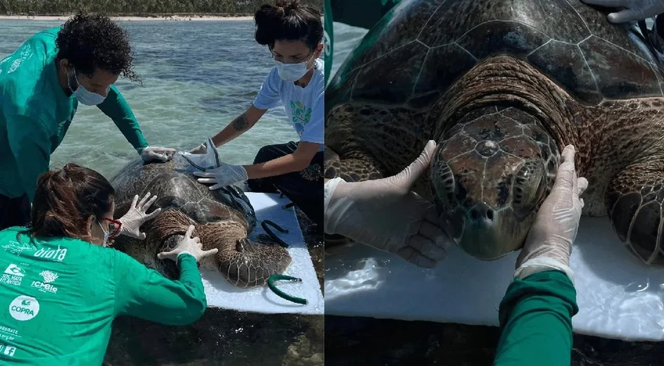 O animal estava saudável, foi marcado e devolvido ao mar pela equipe do Instituto Biota. - Foto: Instituto Biota