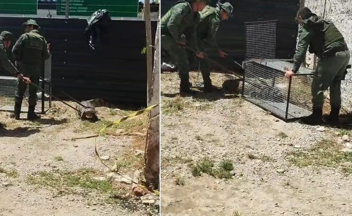 Jacaré é resgatado após ser encontrado em canteiro de obras nos Flexais