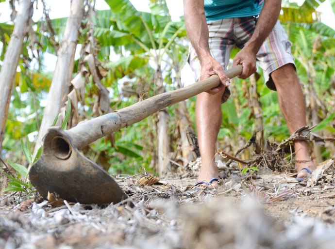 Agricultura e pecuária mantêm R$ 2 bilhões em circulação na economia de Alagoas com recursos do BNB