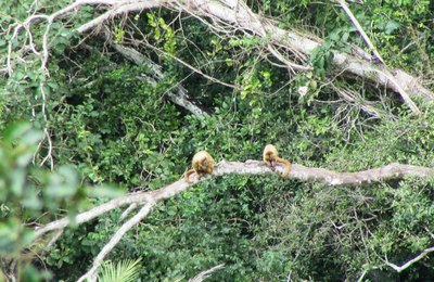 IMA registra espécie de macaco ameaçada de extinção em unidade de conservação no Sertão