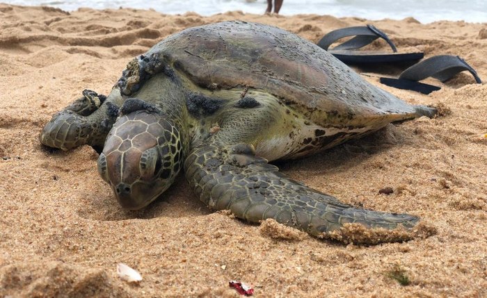 Tartarugas foram encontradas com vidas e resgatadas por biólogos