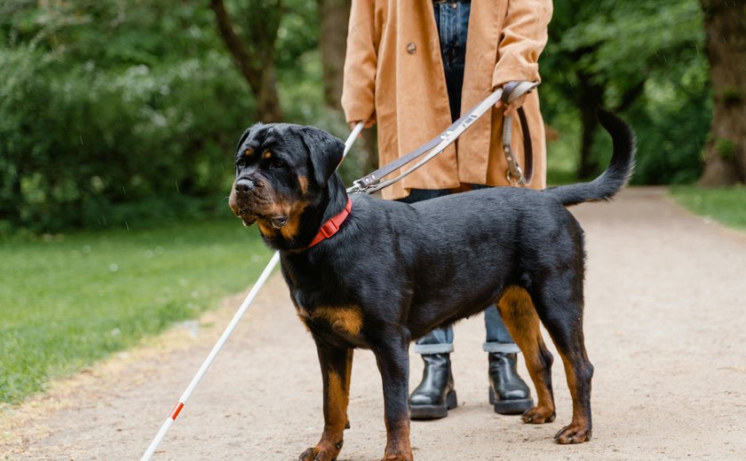 Cães-guia promovem autonomia e inclusão social