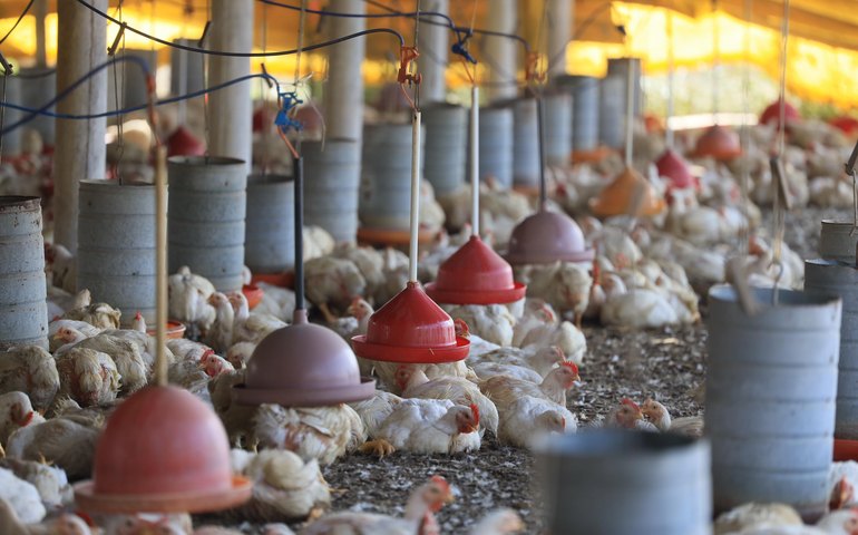 Com riscos para o meio ambiente e a saúde pública, granjas clandestinas são orientadas pela FPI