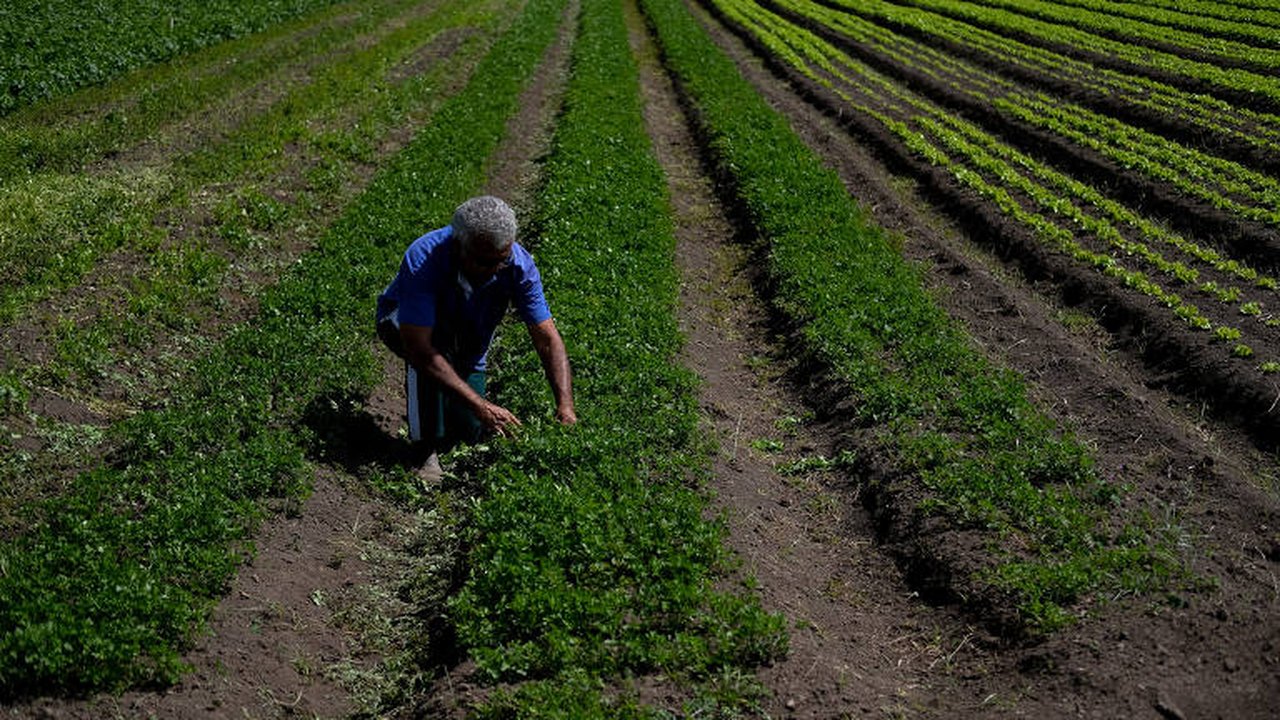 Países árabes querem comprar mais produtos do agro do Brasil em alternativa aos EUA