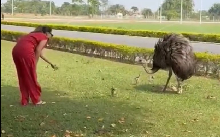 Sob cuidados de Janja, emas ganharão novo espaço no Palácio da Alvorada