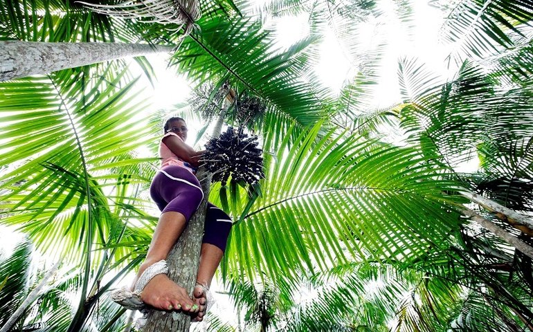 Política de preços mínimos para extrativistas tem mudanças em 2021