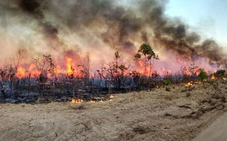 Aplicativo vai receber denúncias de queimadas na Amazônia