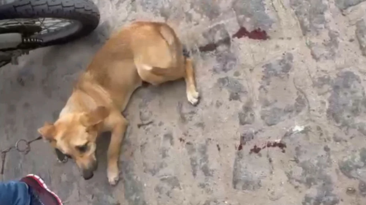 Cachorro é arrastado por motociclista em Arapiraca; autor é levado à delegacia
