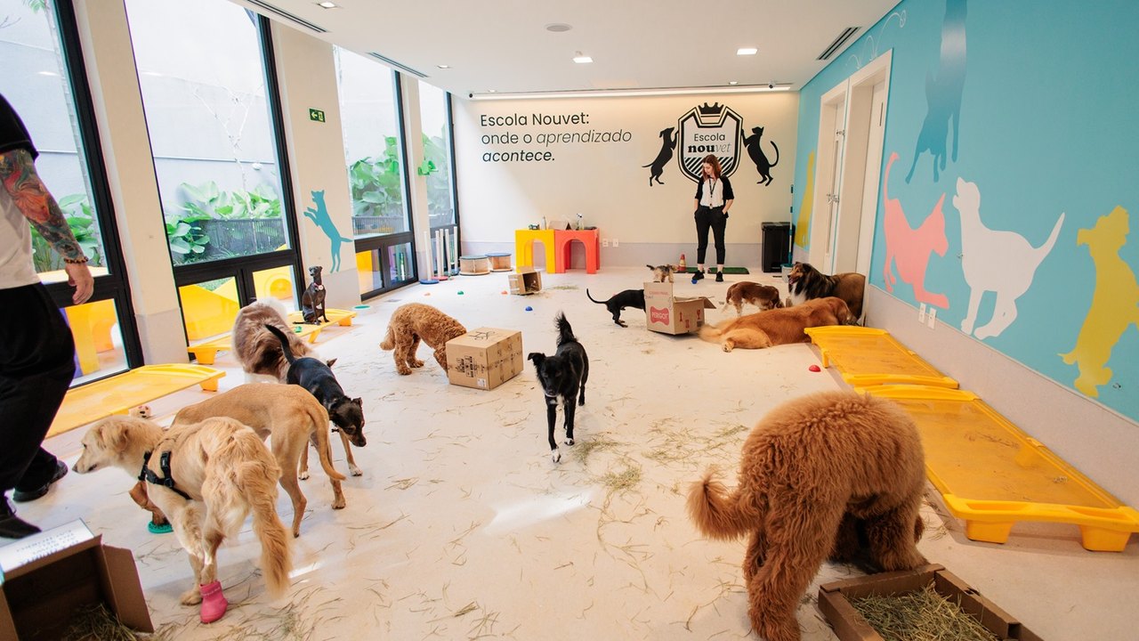Escolas promovem bem-estar e qualidade de vida para os cães