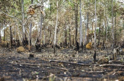 Brasil queimou uma área equivalente a Colômbia e ao Chile entre 1985 e 2022