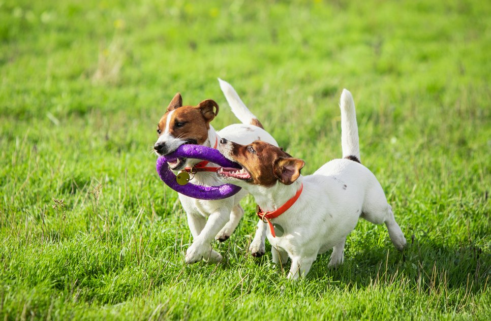 TV Atalaia promove primeiro evento gratuito para pets neste domingo; confira programação / Foto: Foto: Freepik/Arquivo