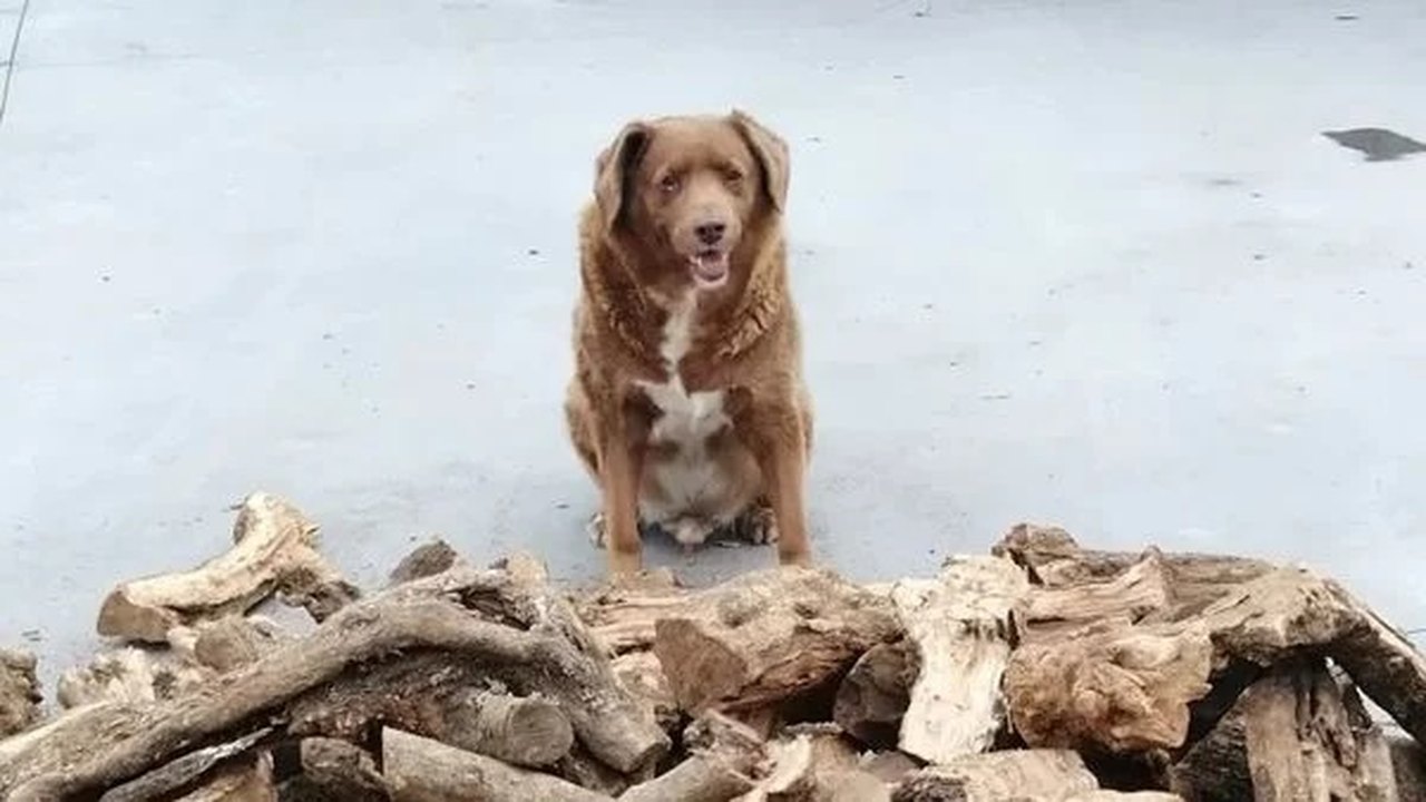 Cão de 30 anos quebra recorde do ‘Guinness’ e é o mais velho já registrado
