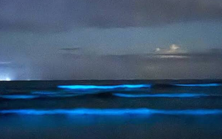 Mar neon? Entenda fenômeno que ocorreu em Santa Catarina