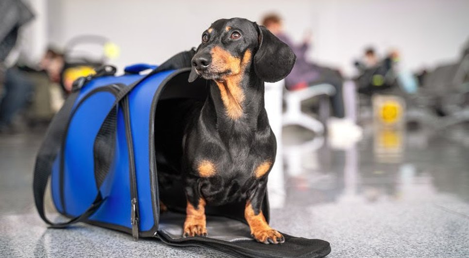 Certificação online permite viajar com pets para Europa; saiba como emitir
