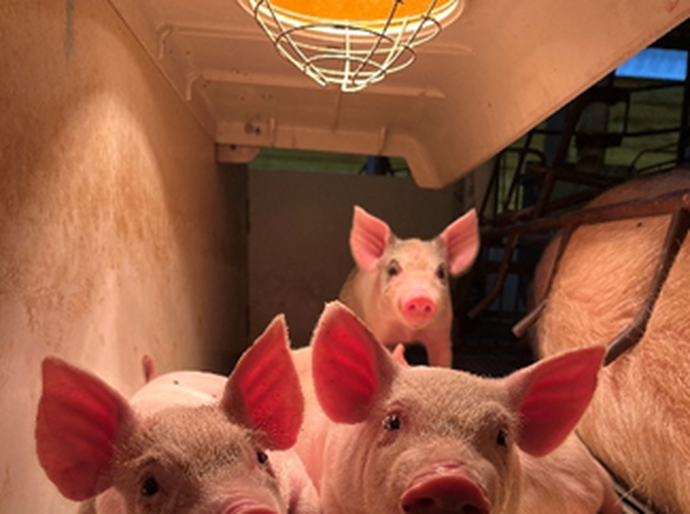 3º Concurso Fotográfico Bacon Lovers abre inscrições e terá iPhone 17 como prêmio
