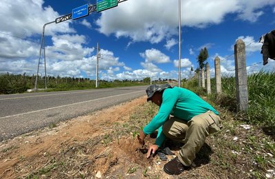 Alagoas Mais Verde planta mudas de árvores nativas às margens da rodovia Penedo-Pindorama