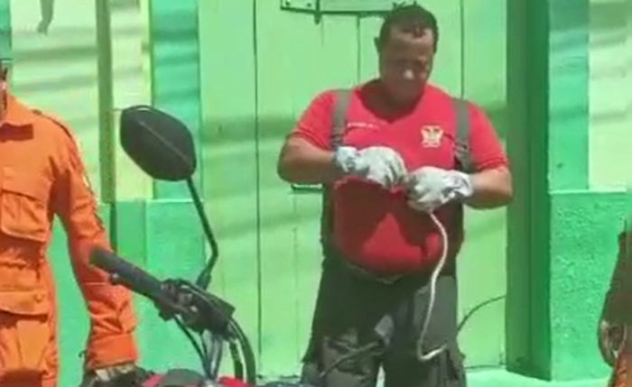 Cobra foi resgatada por uma equipe do Corpo de Bombeiros