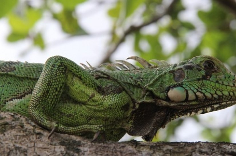 IMA e Ibama promovem soltura monitorada de 115 animais silvestres