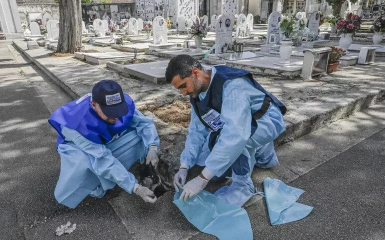 Número de mortos por febre do Nilo na Itália em 2025 chega a 13