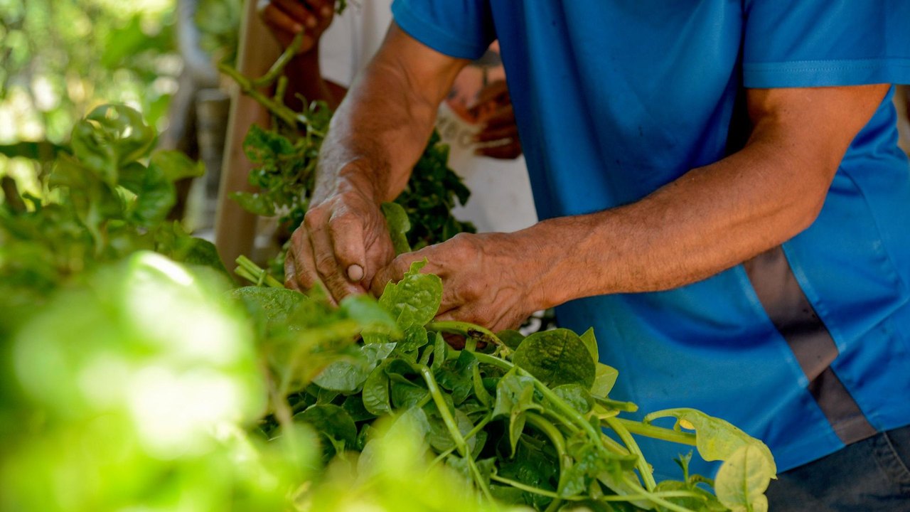 IA do MST se torna referência no Sul Global e revela desafios tecnológicos da agricultura familiar