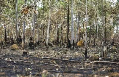Ano de 2025 é quinto com maior área atingida por queimadas até agosto