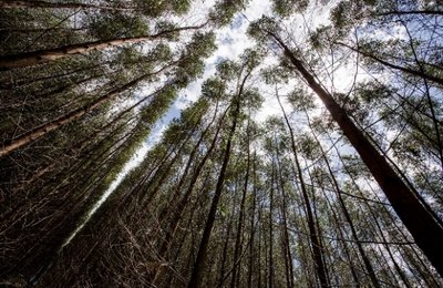 Fontes Renováveis representam 75% da matriz energética de Alagoas