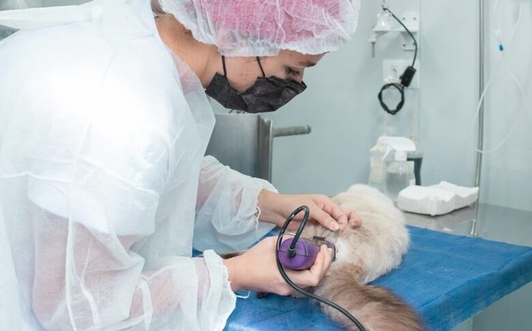 No segundo dia de atendimento, Castramóvel realiza procedimentos cirúrgicos de cães e gatos