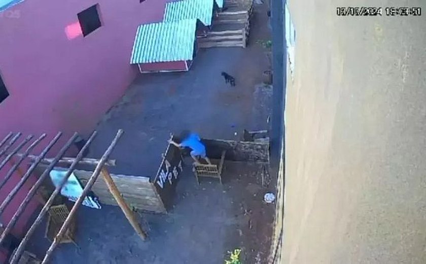 Menino de 9 anos invade hospital veterinário e mata 23 animais no PR