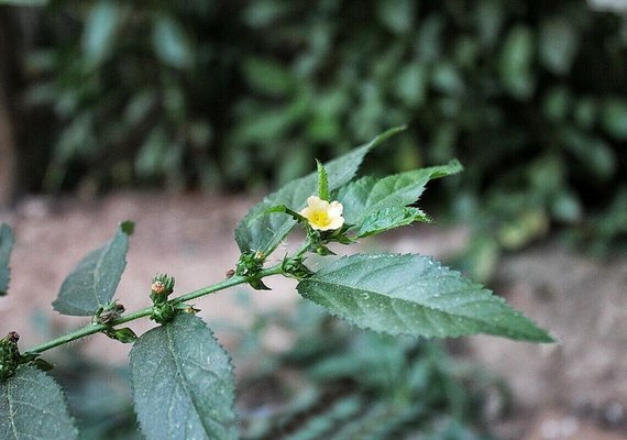 Mãe encontra corpo do filho desaparecido a 15 dias