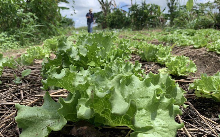 Plano ABC+ Alagoas fomenta a agricultura sustentável no estado