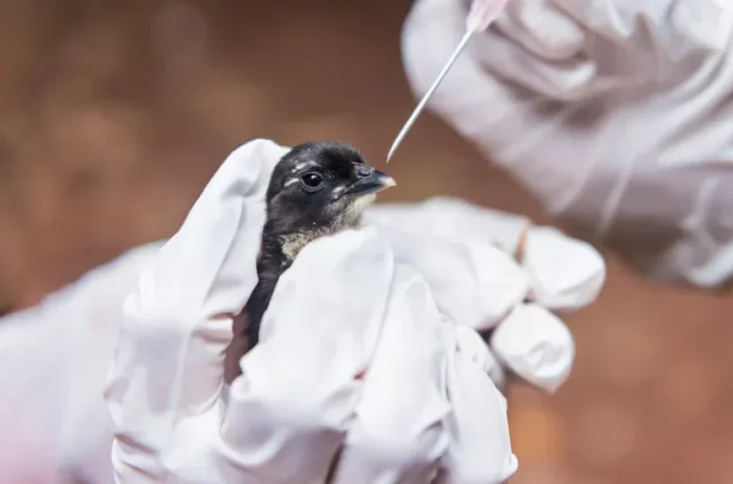 Há cinco investigações de suspeita de Gripe aviária em andamento no Brasil