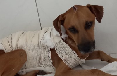 OAB de Penedo presta queixa em caso de cachorro que teve o corpo queimado 