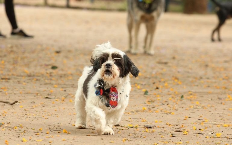 Gelaterias mudam o menu para lucrar o ano inteiro e oferecem de picolé para cachorros a café da manhã
