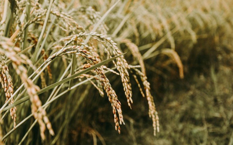 Próxima safra de arroz tem projeção de quase 20 mil toneladas