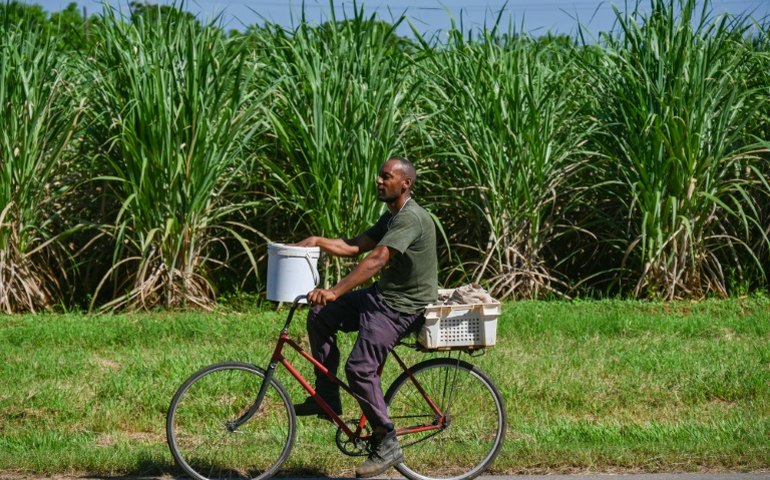 Cuba sofre com falta de mão de obra, e empresários contratam detentos para colher cana-de-açúcar