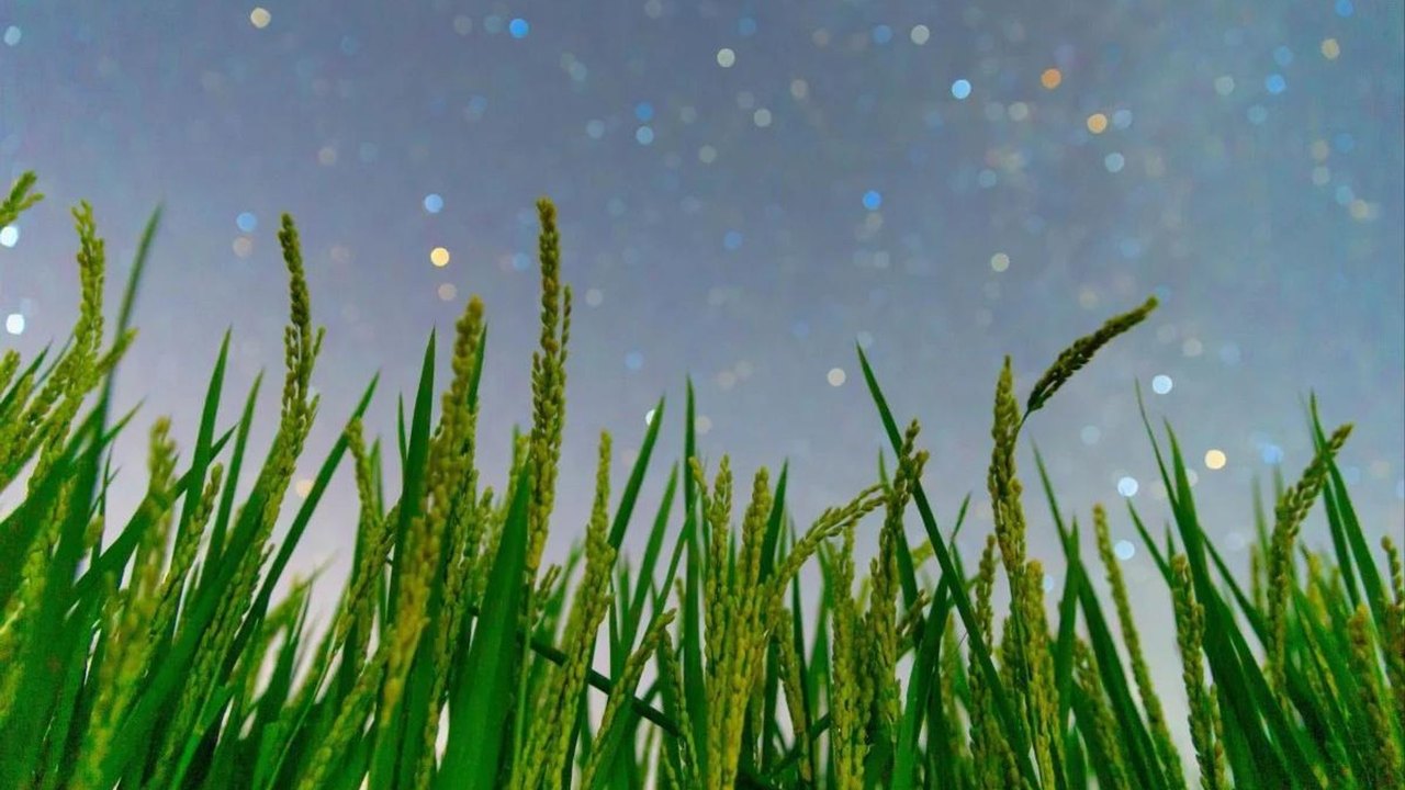 China cria 1º sistema de imunidade vegetal personalizada com IA, diz mídia