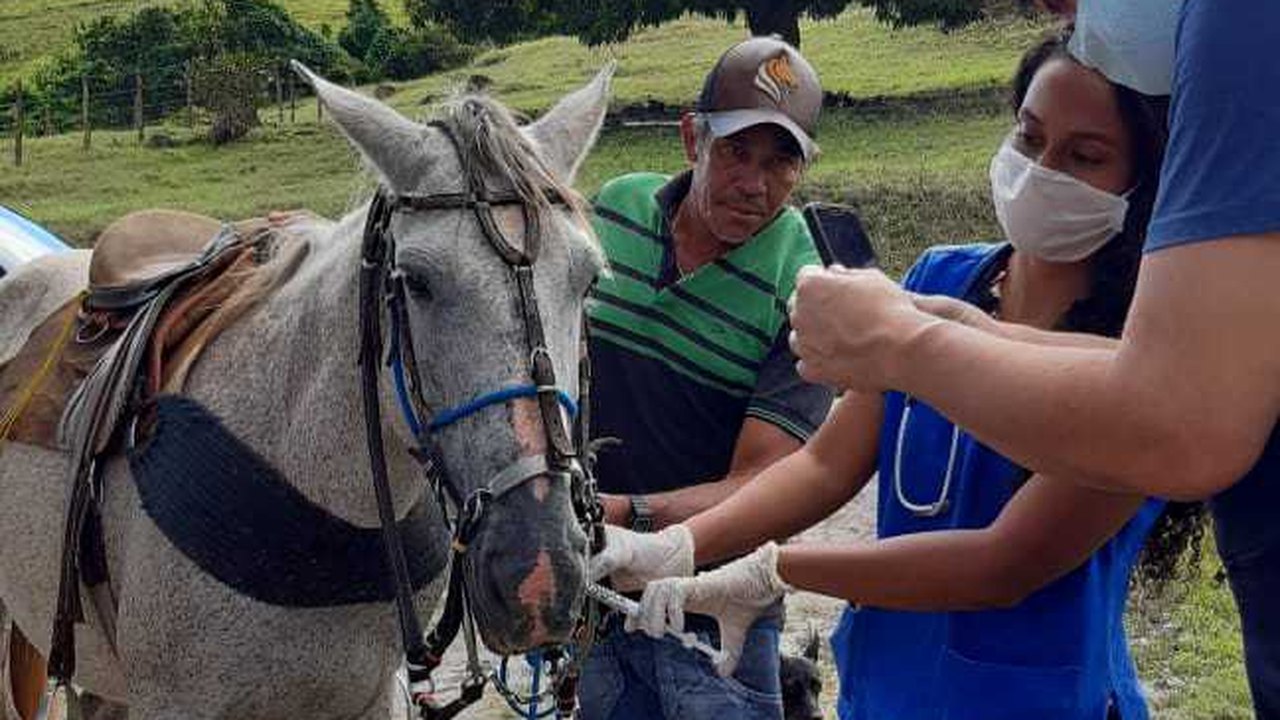 Trabalhos do curso de Medicina Veterinária são premiados em conferência