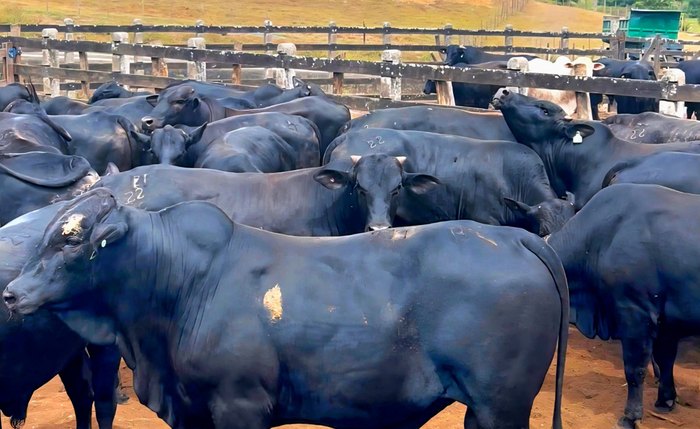 Bovinos negociados para a Turquia após 90 dias no Boitel Pindorama