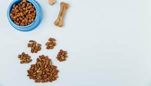 Campanha arrecada rações e produtos de limpeza em Aracaju neste sábado; saiba como doar / Foto: Foto: Freepik/Arquivo