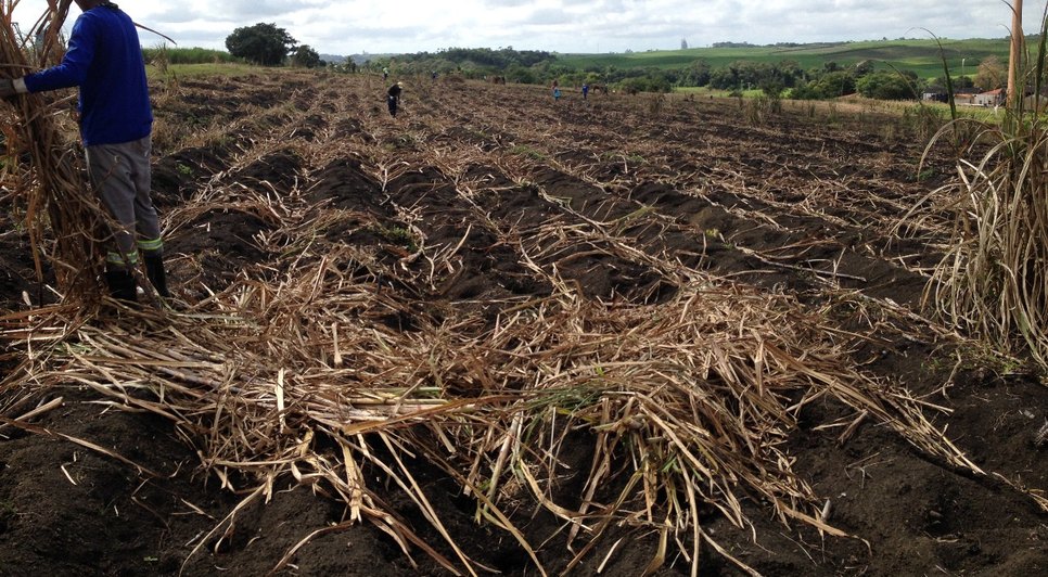 CANA DE AÇÚCAR / Foto: Serviço Nacional de Aprendizagem Rural 