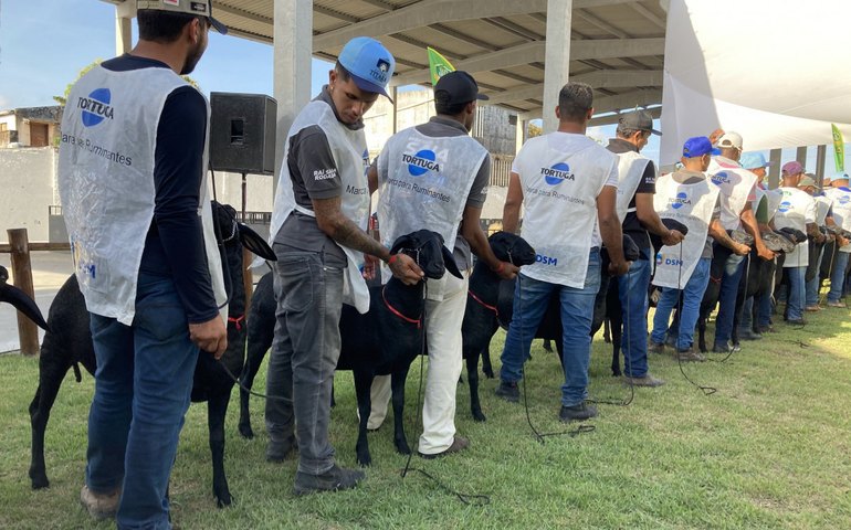 Programação de julgamentos de animais continua nesta quarta (26) na 72ª Expoagro