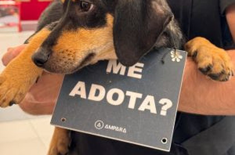 Galeria Paseo Gruta promove evento de adoção de pets aos sábados