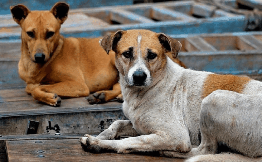 Causa animal: Cadastro para castração de cães e gatos acontece todas as sextas