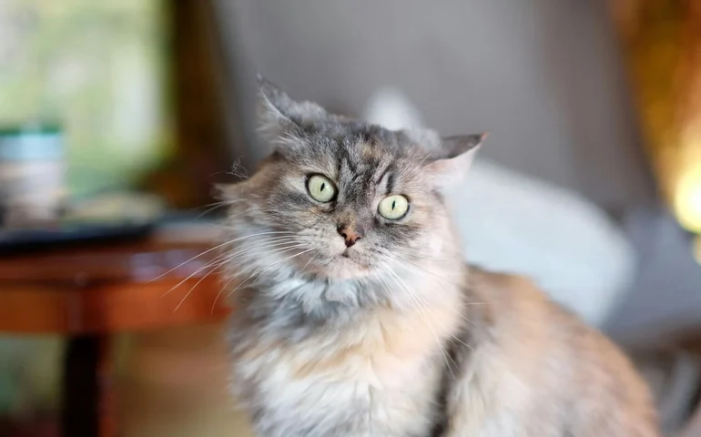 Inteligência artificial vira ferramenta para golpes envolvendo animais desaparecidos