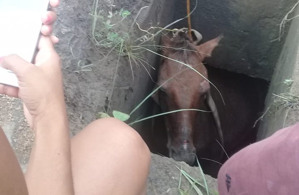 cavalo
